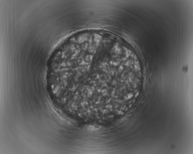 X0000114620346200912011006