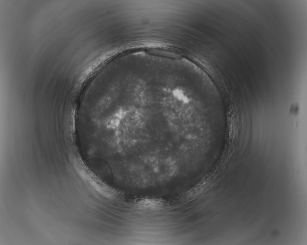 X0000114620350200912011006