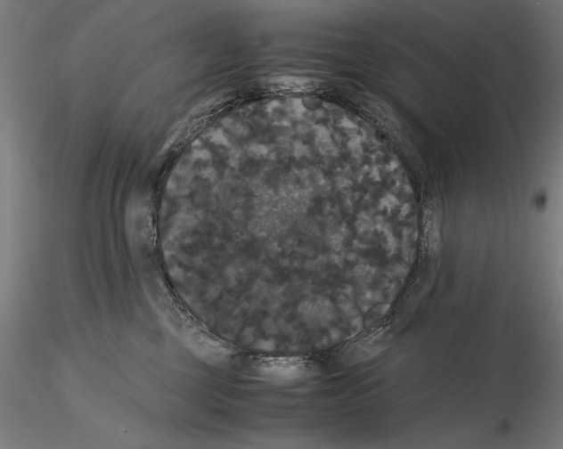 X0000114620377200912011007