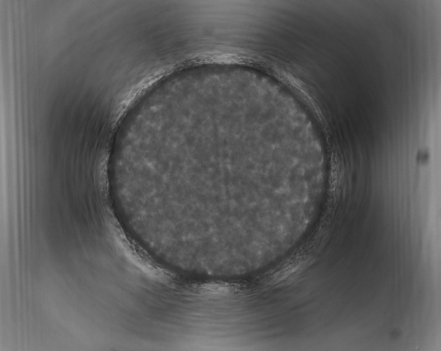 X0000114620394200912011006