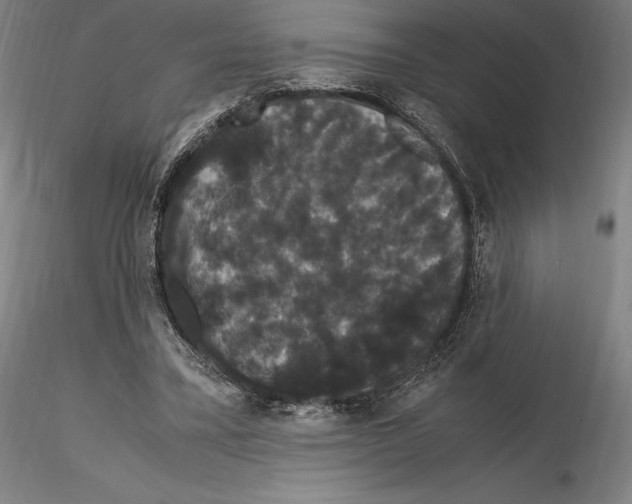 X0000114620395200912011006