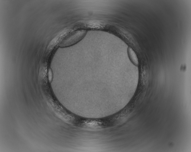 X0000114620407200912011006