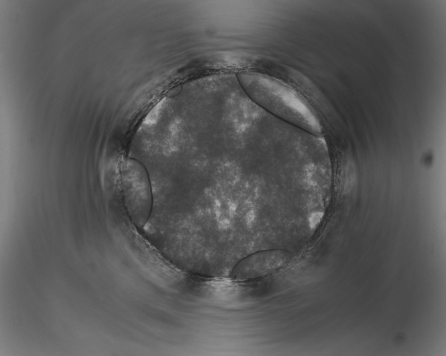 X0000114620425200912011005