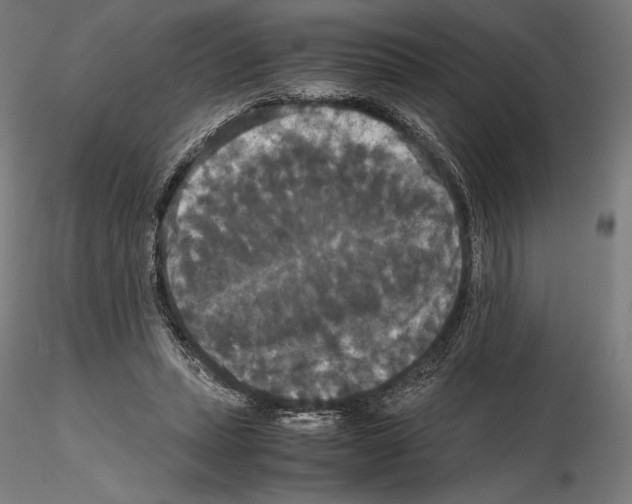 X0000114620447200912011005