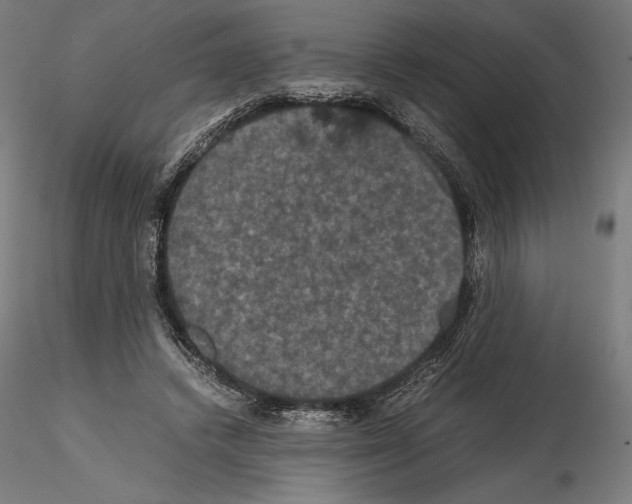 X0000114620448200912011005