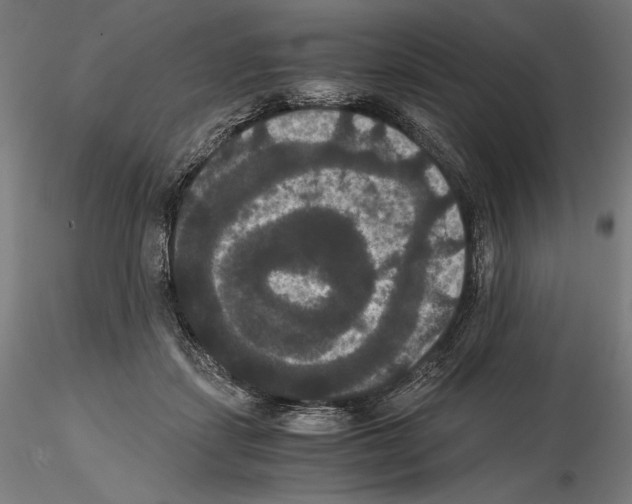 X0000114620459200912011005