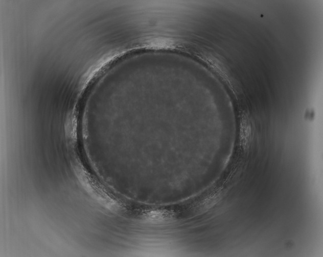 X0000114620584200912011003