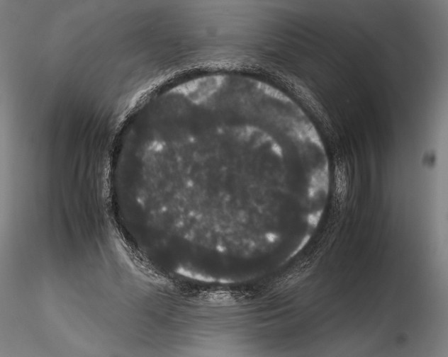 X0000114620588200912011003