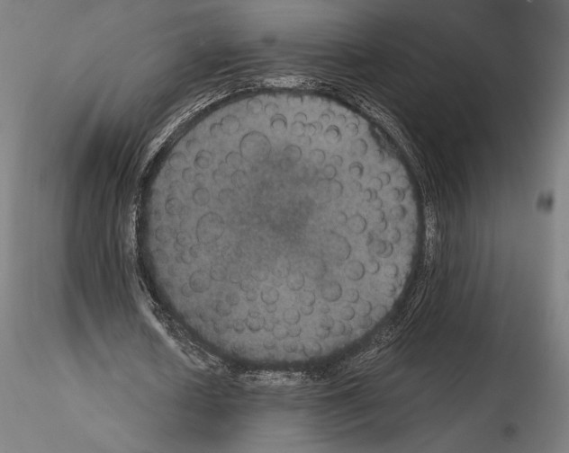 X0000114620626200912011002