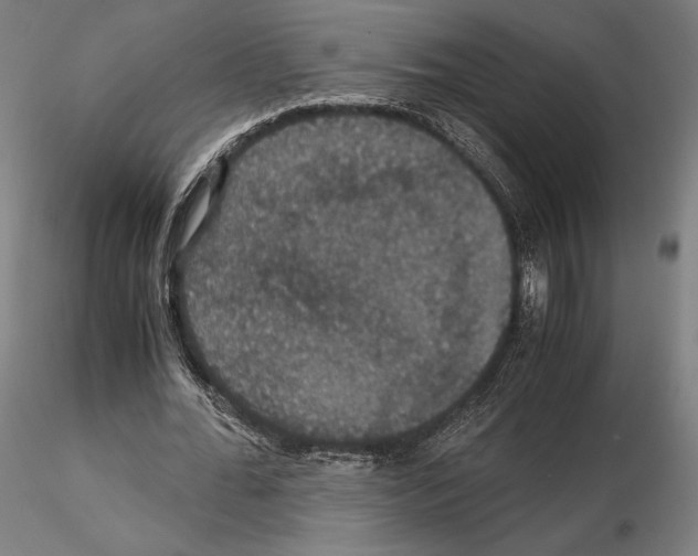 X0000114620676200912011001