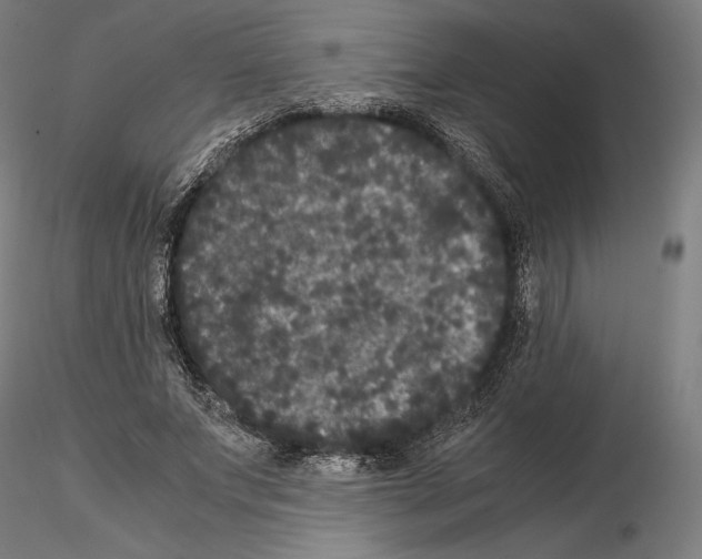 X0000114620687200912011001