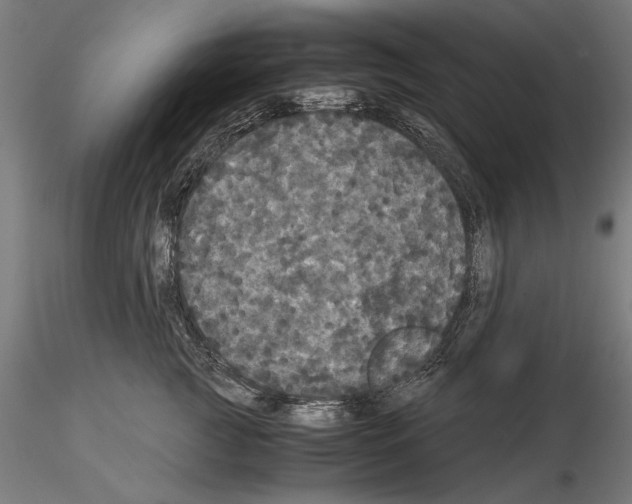 X0000114620761200912011001