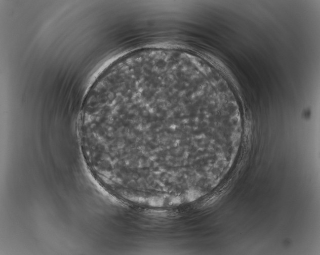 X0000114620855200912010959