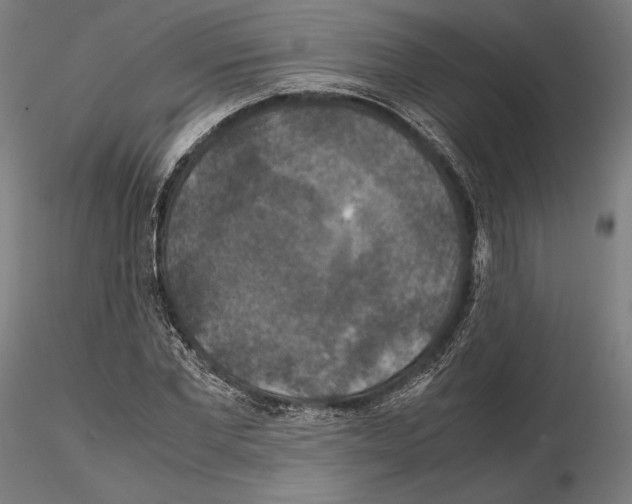 X0000114620877200912010959