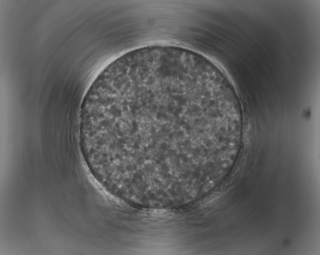 X0000114620903200912010958