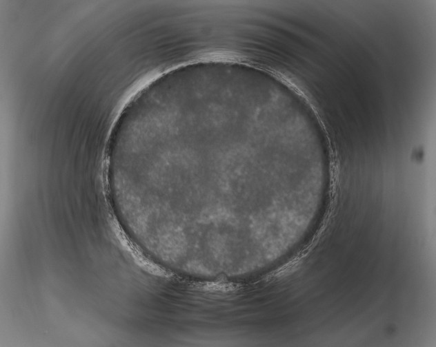 X0000114621029200912010956