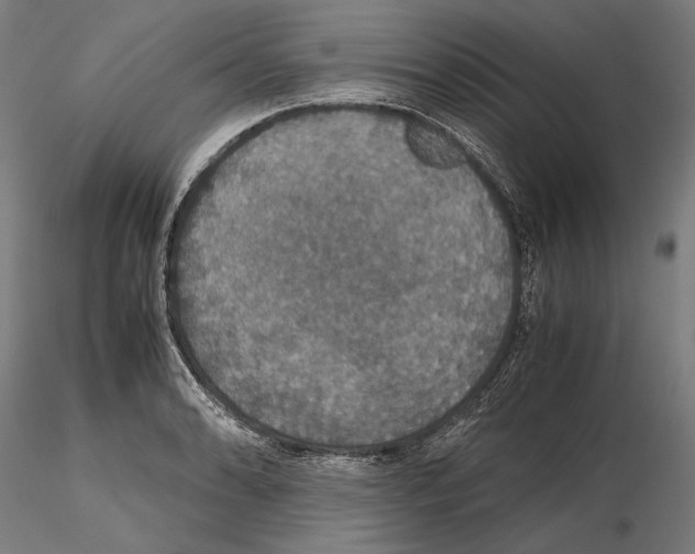 X0000114621086200912010955