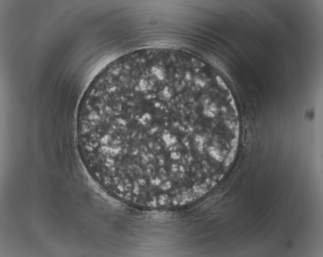 X0000114621087200912010955