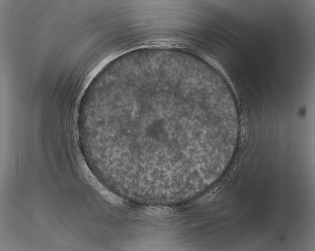 X0000114621091200912010955