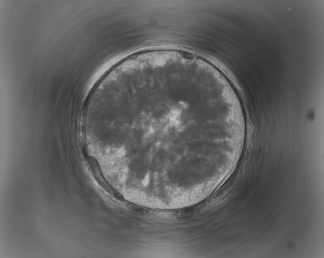 X0000114621101200912010955