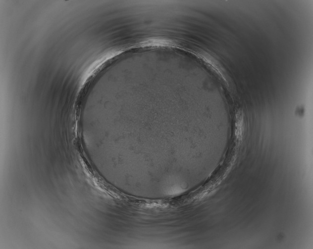 X0000114621117200912010955