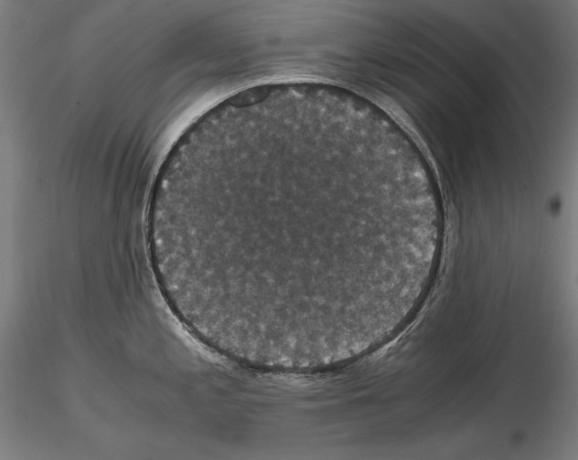 X0000114621197200912010954