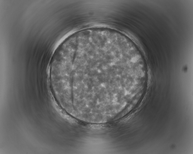 X0000114621198200912010954