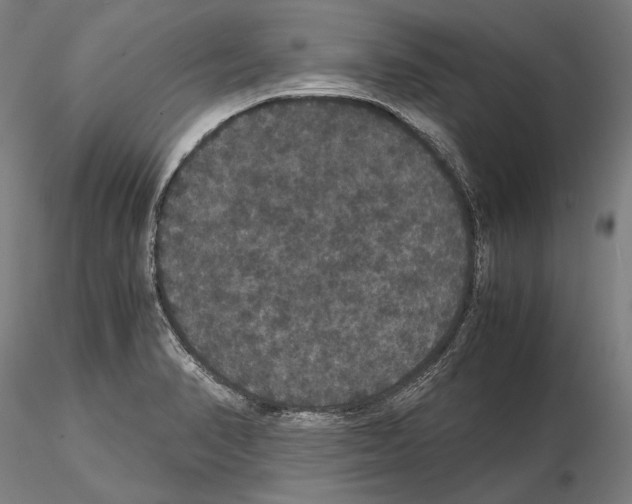 X0000114621374200912010951