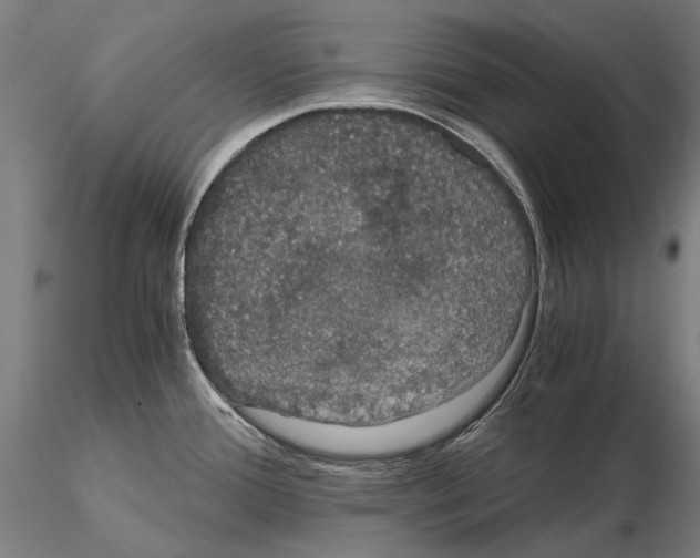 X0000114621388200912010951