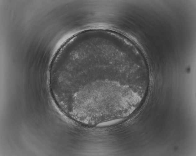 X0000114621424200912010950