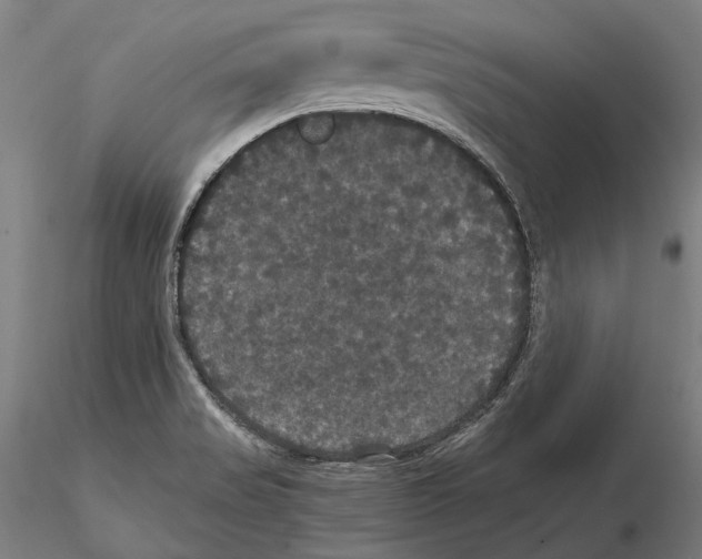 X0000114621517200912010949