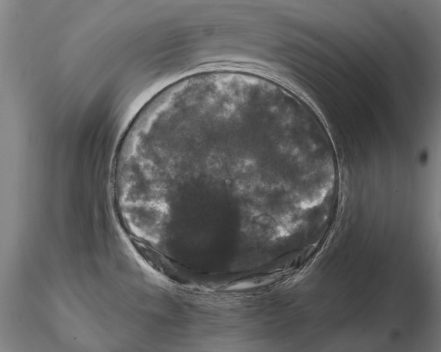 X0000114621533200912010949