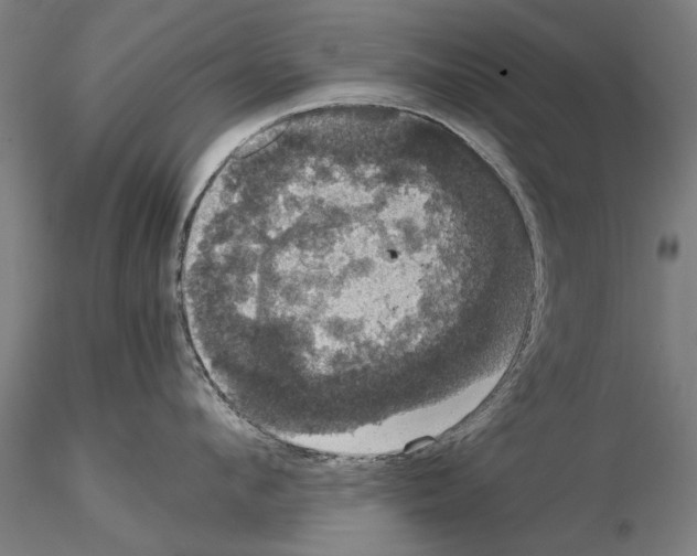 X0000114640912200912011046