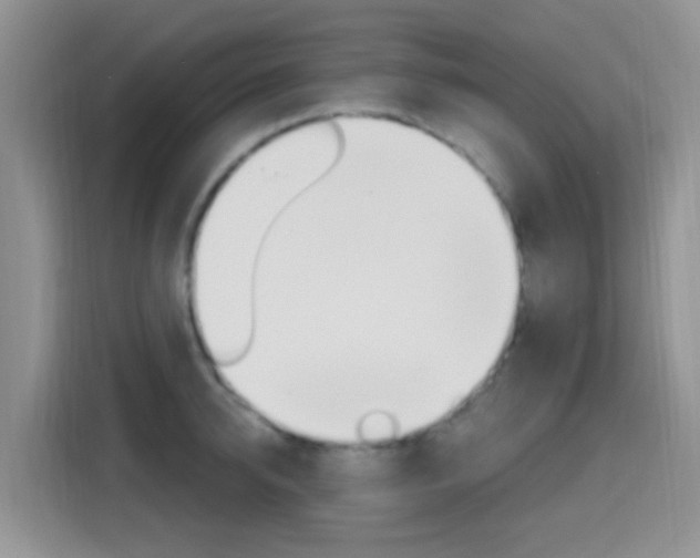 X0000114650950200910200958