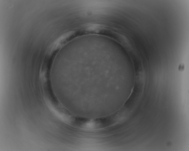 X0000114650504200910201511