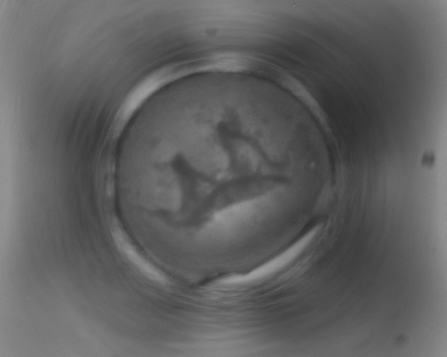 X0000114651083200910201503