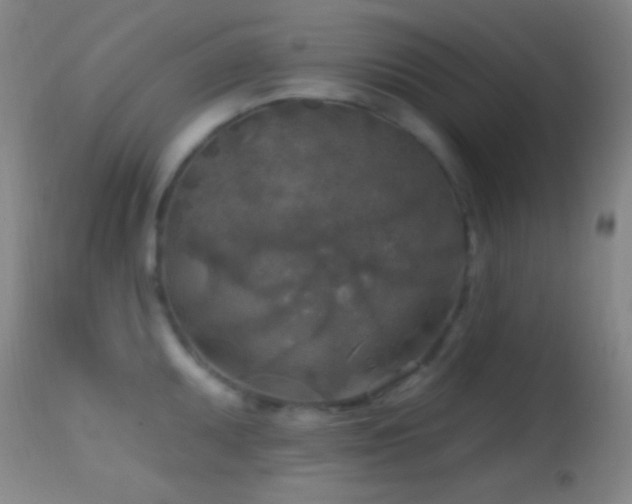 X0000114651095200910201503
