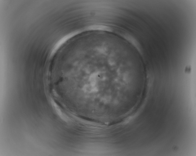 X0000114651125200910201502