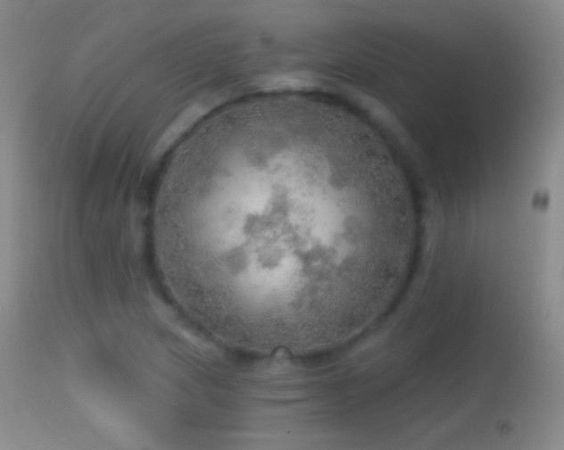 X0000114651217200910201501