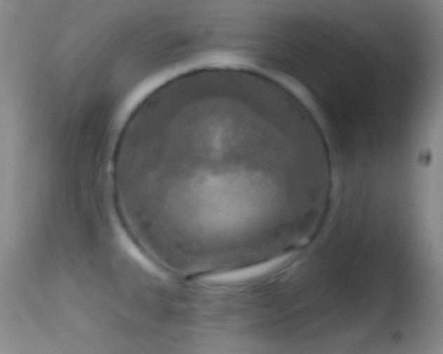 X0000114651335200910201500