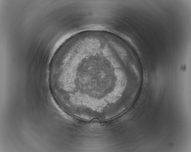 X0000114651424200911101311