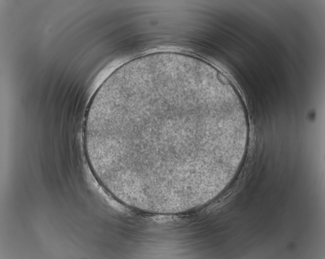 X0000114650906200912011110