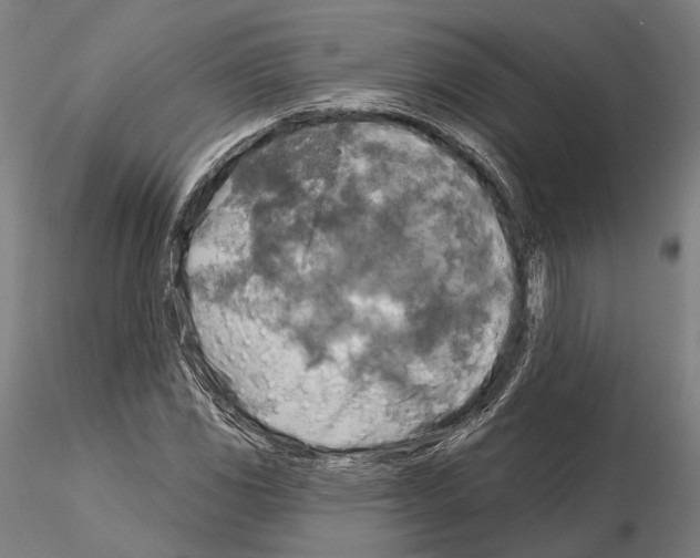 X0000114651117200912011106