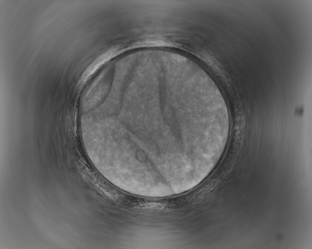 X0000114651173200912011105