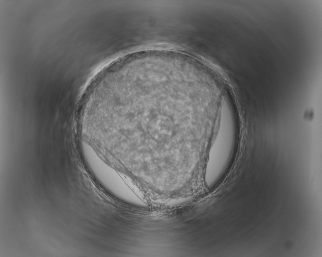 X0000114651264200912011103