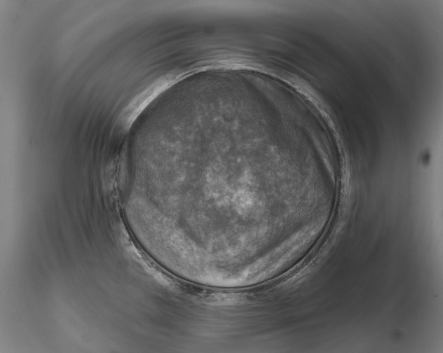 X0000114651385200912011102