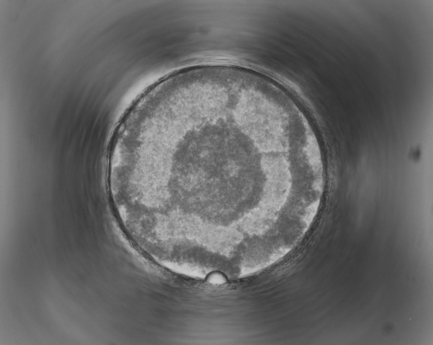 X0000114651424200912011101