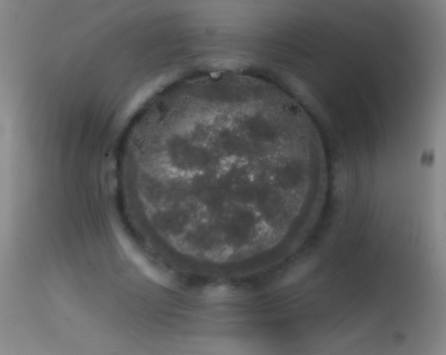 X0000114660634200910201531