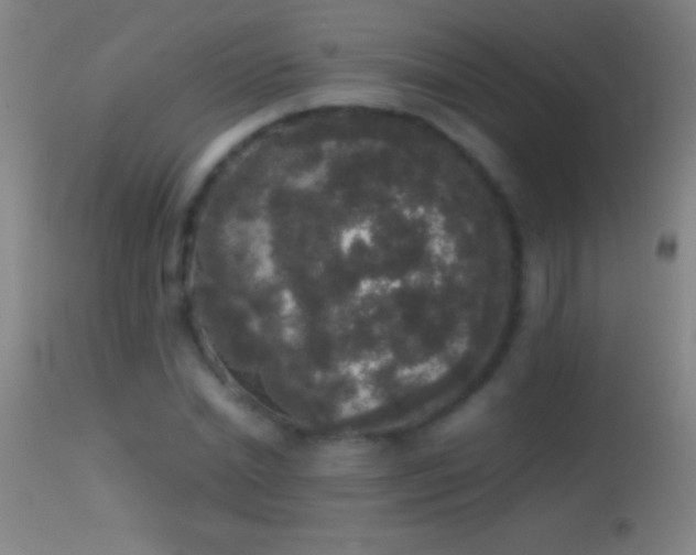 X0000114660830200910201529