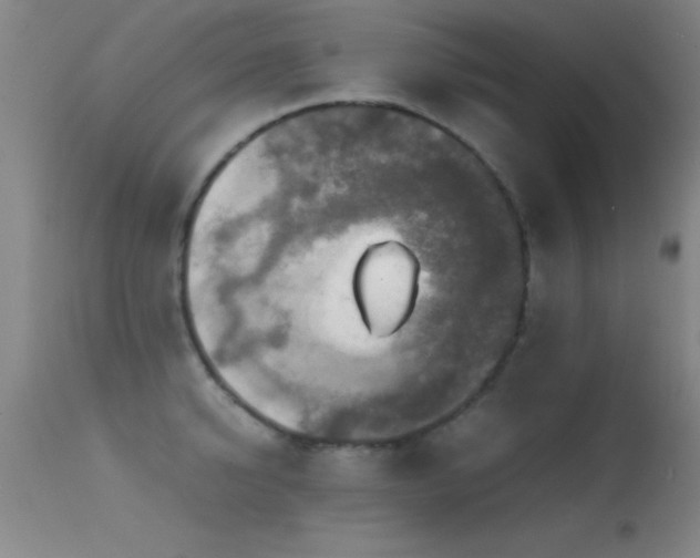 X0000114660950200910201528